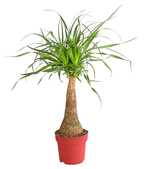 Elefantenfuß - Beaucarnea Recurvarta 1 Elefantenfuß - Beaucarnea Recurvarta