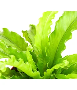 Farn-Set, Verschiedene Sorten, 3-teilig -Progarden Pflanzen Verkäufe 7978083 PR DE 001 Farn3erSetT12DehnerExpressHerzig