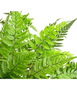 Farn-Set, Verschiedene Sorten, 3-teilig -Progarden Pflanzen Verkäufe 7978083 PR DE 002 Farn3erSetT12DehnerExpressHerzig