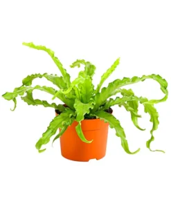 Farn-Set, Verschiedene Sorten, 3-teilig -Progarden Pflanzen Verkäufe 7978083 PR FS 001 Farn3erSetT12DehnerExpressHerzig