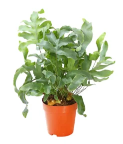 Farn-Set, Verschiedene Sorten, 3-teilig -Progarden Pflanzen Verkäufe 7978083 PR FS 003 Farn3erSetT12Dehner