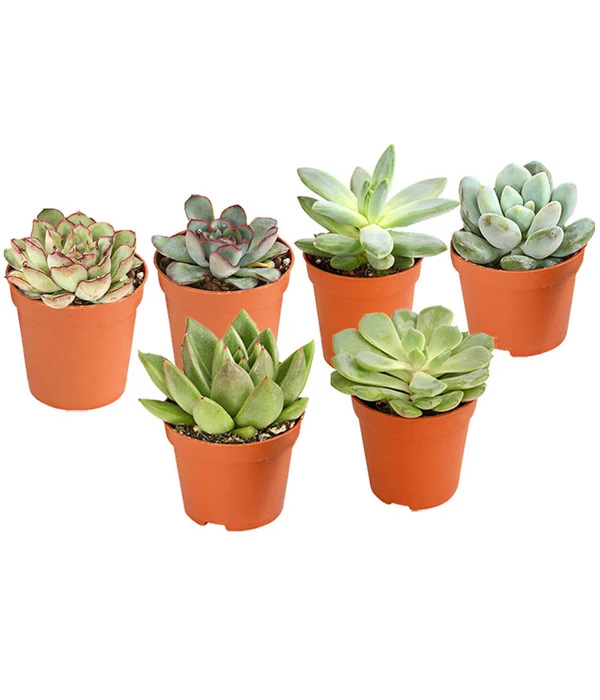 Echeverien-Set - Echeveria, Verschiedene Sorten 1 Echeverien-Set - Echeveria, Verschiedene Sorten