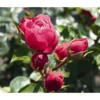Noblesse® Spray-Rose 'Magic Rokoko®'