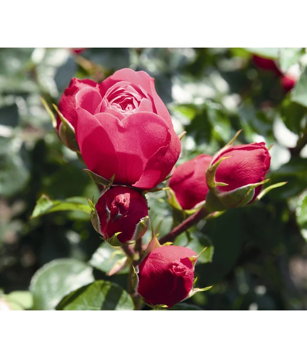 Noblesse® Spray-Rose 'Magic Rokoko®' 1 Noblesse® Spray-Rose 'Magic Rokoko®'