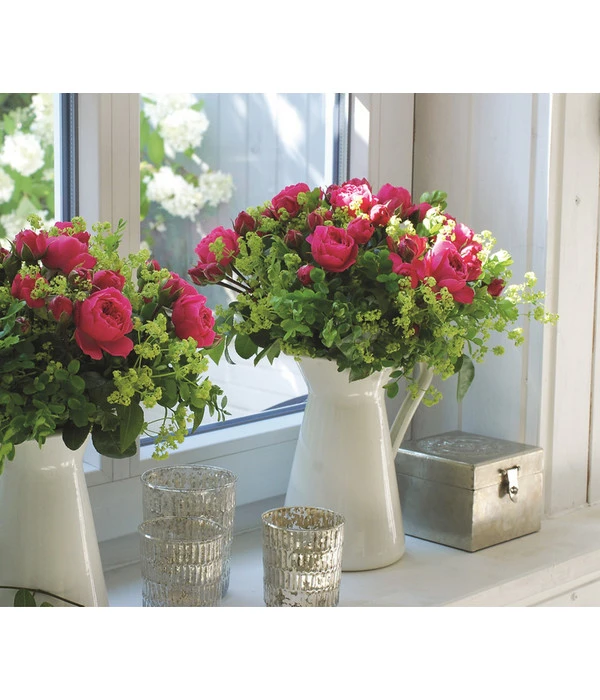 Noblesse® Spray-Rose 'Magic Rokoko®' 2 Noblesse® Spray-Rose 'Magic Rokoko®' – Bild 2