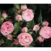 Noblesse® Spray-Rose 'Lovely Rokoko®'