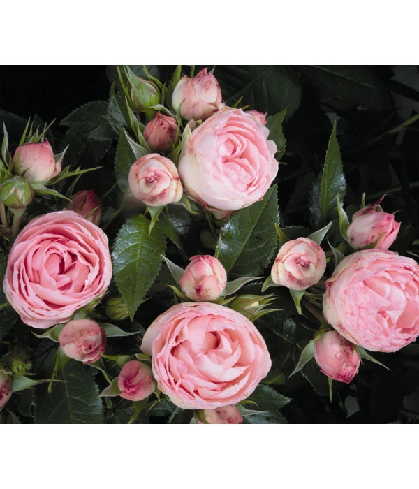 Noblesse® Spray-Rose 'Lovely Rokoko®' 1 Noblesse® Spray-Rose 'Lovely Rokoko®'