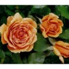 Edelrose 'Ashram®'