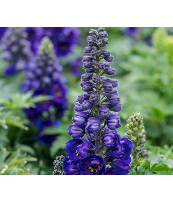 Rittersporn, Verschiedene Farben 1 Rittersporn, Verschiedene Farben