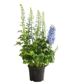 Rittersporn, Verschiedene Farben 17 Rittersporn, Verschiedene Farben -Progarden Pflanzen Verkäufe 8011413 WE FS 002 DelphiniumHybridenBlauRitterspornT19