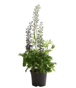 Rittersporn, Verschiedene Farben 18 Rittersporn, Verschiedene Farben -Progarden Pflanzen Verkäufe 8011413 WE FS 003 DelphiniumHybridenBlauRitterspornT19