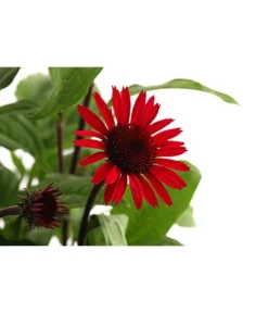 Sonnenhut -Progarden Pflanzen Verkäufe 8012619 WE DE 001 RoterSonnenhutEchinaceaPurpureaT19