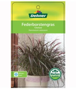 Lampenputzergras 'Chelsea' -Progarden Pflanzen Verkäufe 8015687 PennisetumChelseaEtikett1
