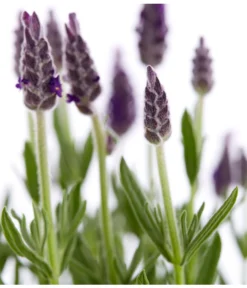 Schopf-Lavendel -Progarden Pflanzen Verkäufe 8017014 WE DE 001 LavendelSchopflavendelLavandulaStoechasT13DehnerExpressZS