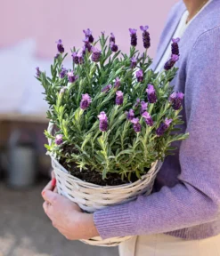 Schopf-Lavendel -Progarden Pflanzen Verkäufe 8017014 WE MO 001 LavendelKorb