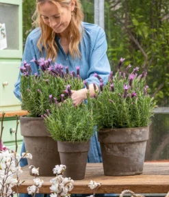 Schopf-Lavendel -Progarden Pflanzen Verkäufe 8017014 WE MO 001 SchopfLavendelStoechas