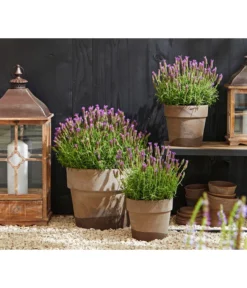 Schopf-Lavendel -Progarden Pflanzen Verkäufe 8017014 WE MO 001 Schopflavendel