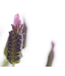 Schopf-Lavendel -Progarden Pflanzen Verkäufe 8017089 PR DE 001 LavendelStoechasLavandulaStoechasT18DehnerExpressHerzig