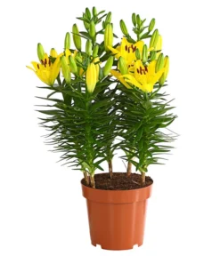 Lilie -Progarden Pflanzen Verkäufe 8018194 WE FS 002 LiliumGelbLilieGelb3LDehnerExpressHerzig