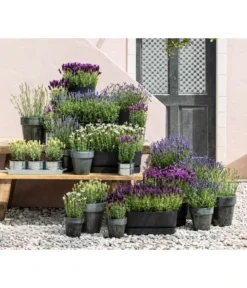 Lavendel 'Silver Sands' -Progarden Pflanzen Verkäufe 8022436 WE MO 001 LavendelDark 1
