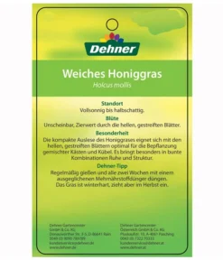 Weiches Honiggras -Progarden Pflanzen Verkäufe 8033276 HoniggrasEtikett2