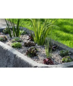 Dehner Kalmus -Progarden Pflanzen Verkäufe 8036899 WE MO 002 SempervivumCarexHauswurzGrasLucknerMai2015