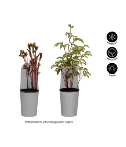 Pfingstrose 'Red Charm' -Progarden Pflanzen Verkäufe 8037798 WE IG 001 Pfingstrosen 1