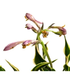 Funkie 'Hands Up' -Progarden Pflanzen Verkäufe 8041303 WE DE 001 HostaFunkieHandsUpT13