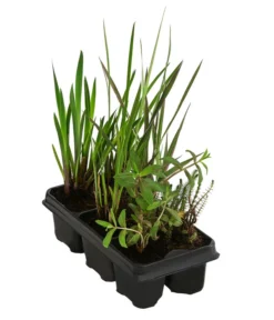 Wasserpflanzen-Set Blütenparadies, Verschiedene Sorten, 6er-Schale