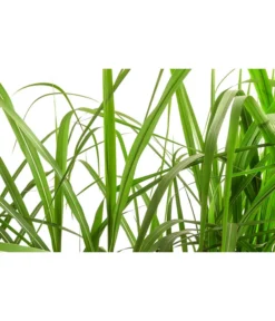 Riesen-Chinaschilf In Pflanztasche, Ca. B100 Cm -Progarden Pflanzen Verkäufe 8050239 WE DE 001 BigBagSichtschutzGraeserChinaschilfGingantheus