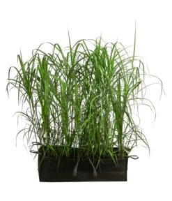 Riesen-Chinaschilf In Pflanztasche, Ca. B100 Cm