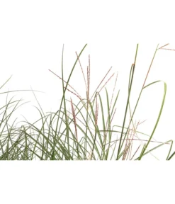 Chinaschilf 'Gracillimus' In Pflanztasche, Ca. B100 Cm -Progarden Pflanzen Verkäufe 8050288 WE DE 001 BigBagSichtschutzGraeserChinaschilfGracilimus