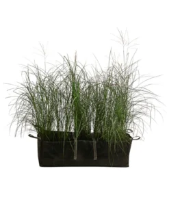 Chinaschilf 'Gracillimus' In Pflanztasche, Ca. B100 Cm