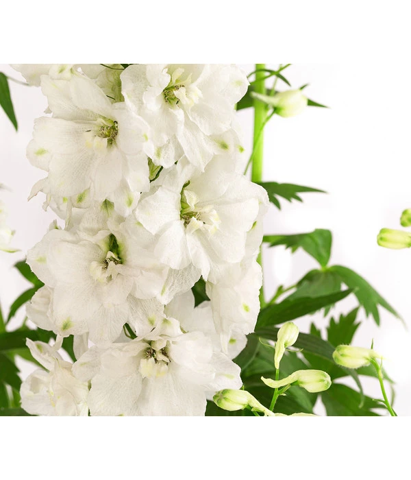 Rittersporn, Verschiedene Farben 4 Rittersporn, Verschiedene Farben – Bild 4