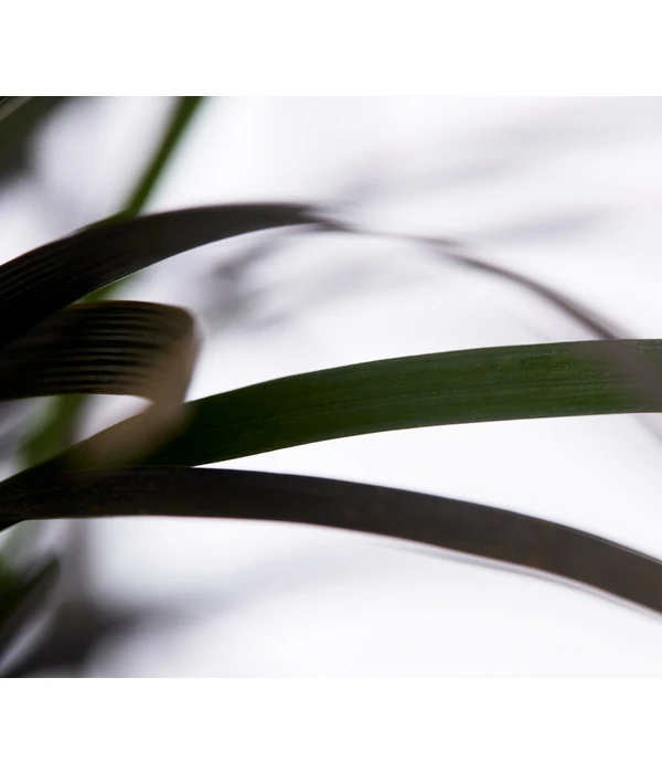 Schwarzer Schlangenbart 'Niger' 2 Schwarzer Schlangenbart 'Niger' – Bild 2