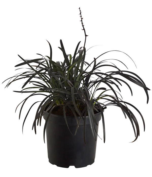 Schwarzer Schlangenbart 'Niger' 1 Schwarzer Schlangenbart 'Niger'