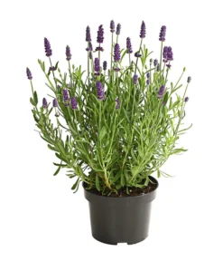 Lavendel