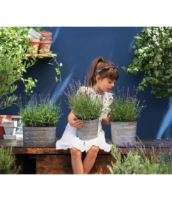 Duftlavendel, 6er-Schale 6 Duftlavendel, 6er-Schale -Progarden Pflanzen Verkäufe 8092108 WE MO 03 LavendelT13 GC14 2020 02