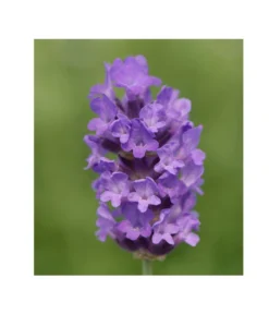 Lavendel 'No. 9' -Progarden Pflanzen Verkäufe 8094070 PR DE 001 DownderryNo9Helix