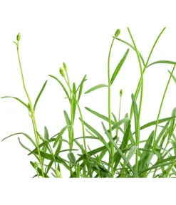 Lavendel 'No. 9' -Progarden Pflanzen Verkäufe 8094070 WE DE 001 LavandulaAngustifoliaNO9LavendelT13