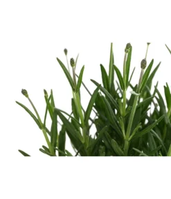 Lavendel 'Royal Blue' 9 Lavendel 'Royal Blue' -Progarden Pflanzen Verkäufe 8097545 WE DE 001 LavendelRoyalBlue1L