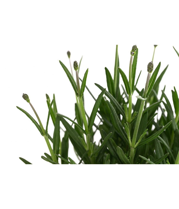 Lavendel 'Royal Blue' 5 Lavendel 'Royal Blue' – Bild 5