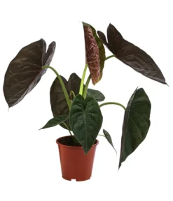 Pfeilblatt - Alocasia 'Wentii'