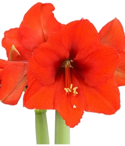 Amaryllis - Hippeastrum 'Superzwiebel' -Progarden Pflanzen Verkäufe 8201618 PR DE 001 AmaryllisHippeastrumRittersternSuperzwiebelT17DehnerExpressHerzig