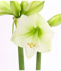 Amaryllis - Hippeastrum 'Superzwiebel' -Progarden Pflanzen Verkäufe 8201618 PR DE 002 AmaryllisHippeastrumRittersternSuperzwiebelT17DehnerExpressHerzig