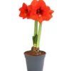 Amaryllis - Hippeastrum 'Superzwiebel'