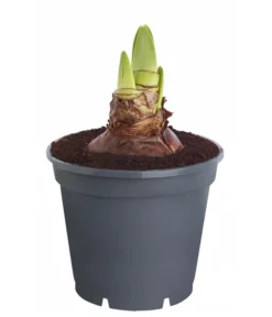 Amaryllis - Hippeastrum 'Superzwiebel' -Progarden Pflanzen Verkäufe 8201618 PR FS 001 HippeastrumAmaryllisSuperzwiebelT17OhneBlueteDehnerExpressZS