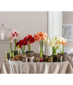 Amaryllis - Hippeastrum 'Superzwiebel' -Progarden Pflanzen Verkäufe 8201618 WE MO 001 Amaryllis BestOfAmaryllis