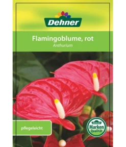 Große Flamingoblume - Anthurium Andreanum, Rot -Progarden Pflanzen Verkäufe 8203408 FlamingoblumeRot Etikett 1