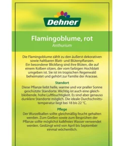 Große Flamingoblume - Anthurium Andreanum, Rot -Progarden Pflanzen Verkäufe 8203408 FlamingoblumeRot Etikett 2